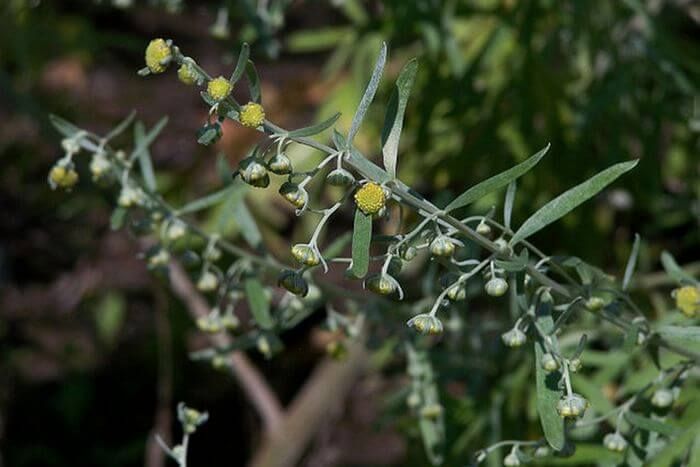 Полынь римская (Artemisia pontica) - важнейший ингредиент абсента